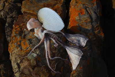 Rare seekat op Stilbaai gevind
