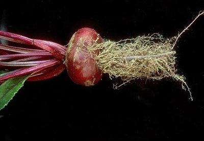 Vegetable gardens: Beware of nematodes