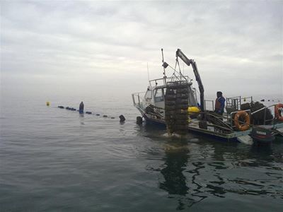 Red tide unlikely to mar oyster fest