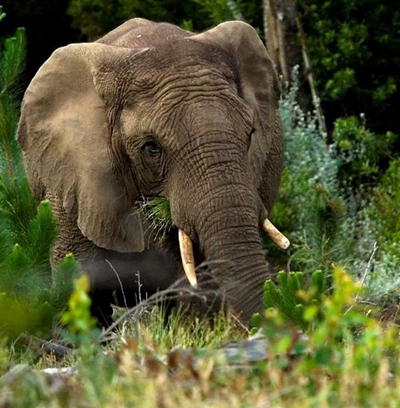 Learners spot Knysna elephant