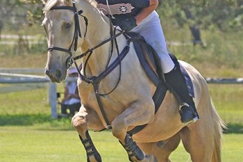 Horses: A touch of class | George Herald