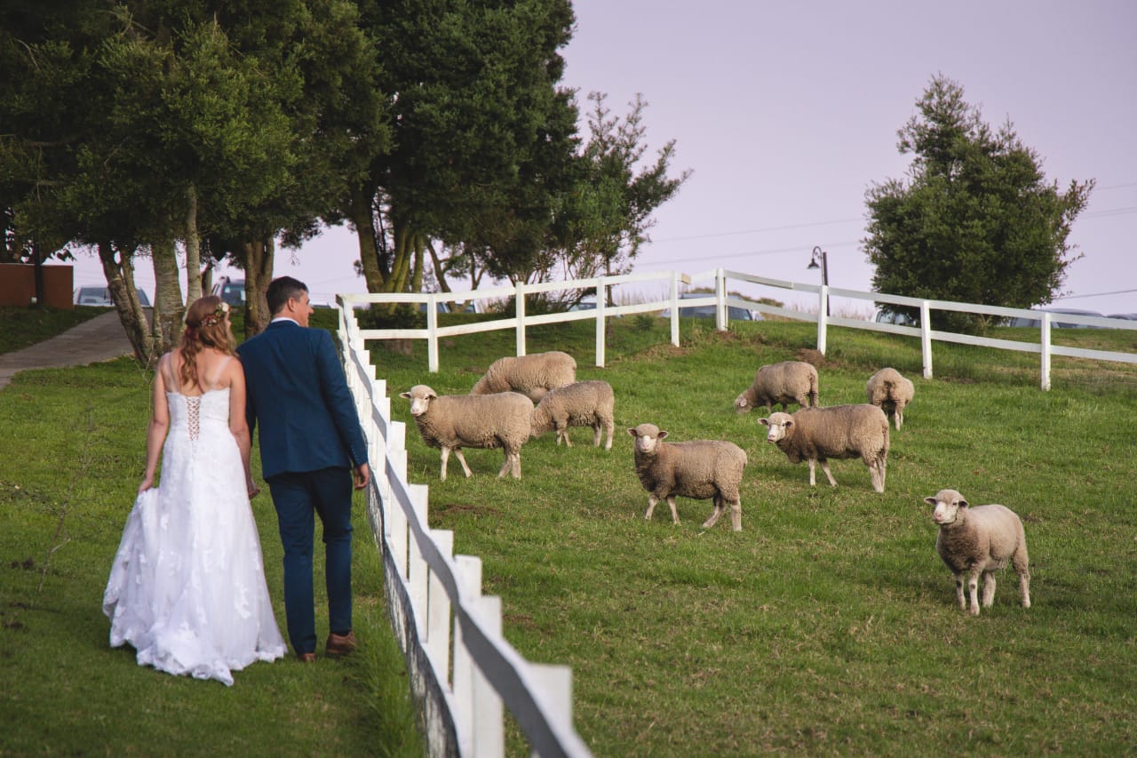 Sheep in Wedding Dress