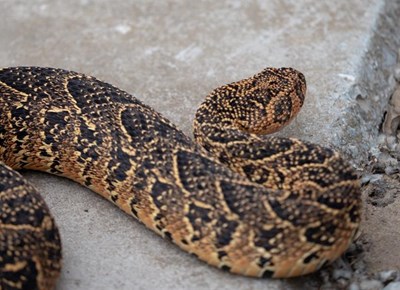 Beware snake season