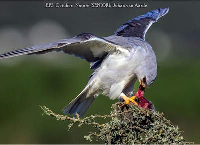 Eden Photographic Society kondig Oktober-wenners aan