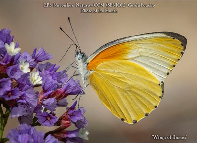 Fotografievereniging vier sy November-wenners