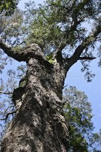 Trees of the Garden Route