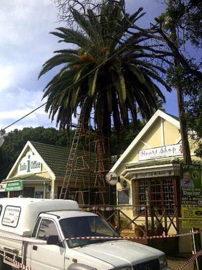 Emotional goodbye to palm tree