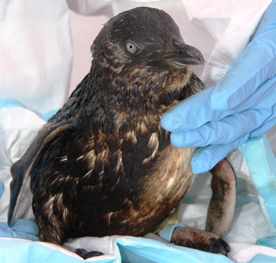 Penguin rehab may move to town