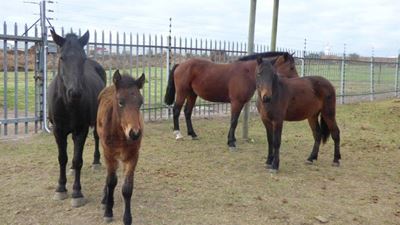 Horses up for adoption