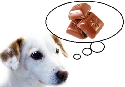 Pet-friendly Easter treats