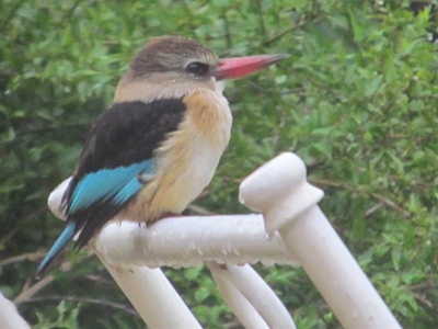 Birding splendour among The Lakes