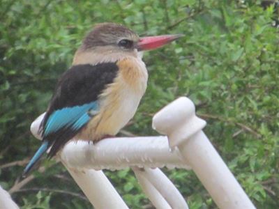 Birding splendour among The Lakes
