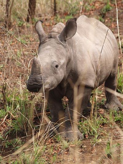 An epic ride in aid of rhinos