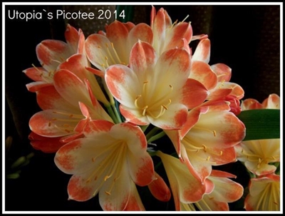 For the love of clivias