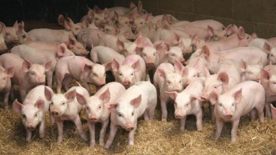 How to properly care for your pigs