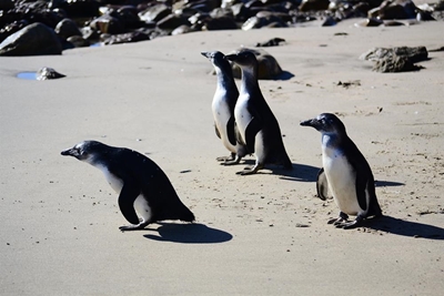 Juvenile penguins released