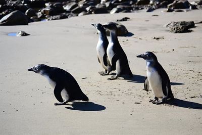 Juvenile penguins released