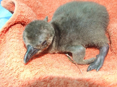 Penguin rehabilitation centre needs help