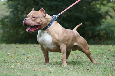 Backyard breeders' days numbered