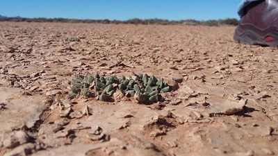 Karoo uranium mining delayed
