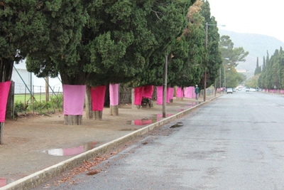 Pink trees for cancer