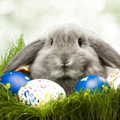 About Easter bunny's and chocolate eggs
