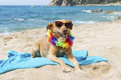Geen honde op swemstrande