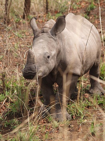Update: An epic ride in aid of rhinos