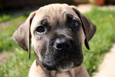 Boerboel puppies on show