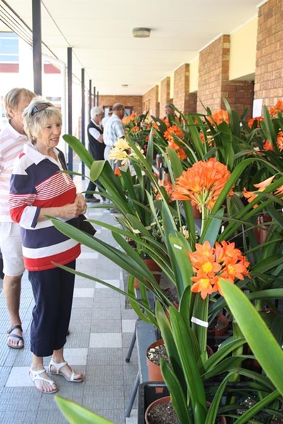 Clivia collectors cross-pollinate