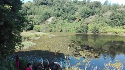 Harmful weed spreading in dam