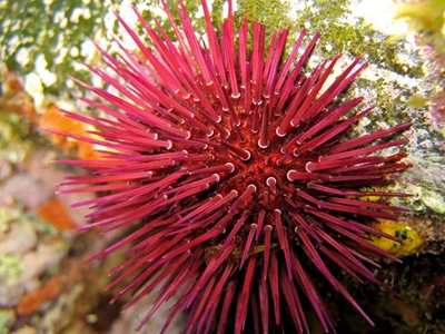 Be mindful not to disturb marine life