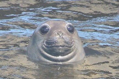 Elephant seal spotted in Great Brak area