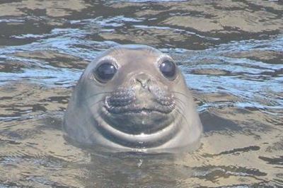 Elephant seal spotted in Great Brak area