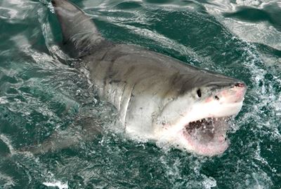 Oceans Shark Camps starting