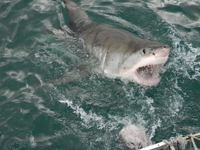 Shark deterrent to be tested in Mossel Bay