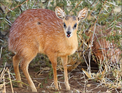 Bokkies word 'onwettige gejag'