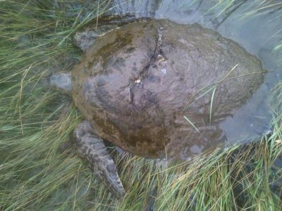 Hengelaar trek 54kg seeskilpad uit