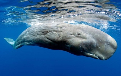 Pygmy sperm whale rescued