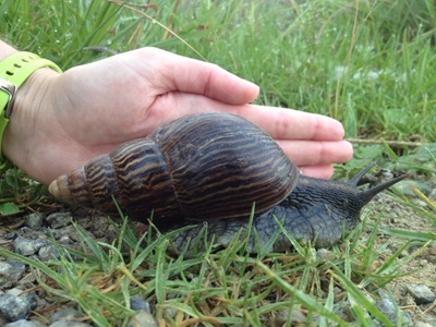 Giant land snail a rare sight