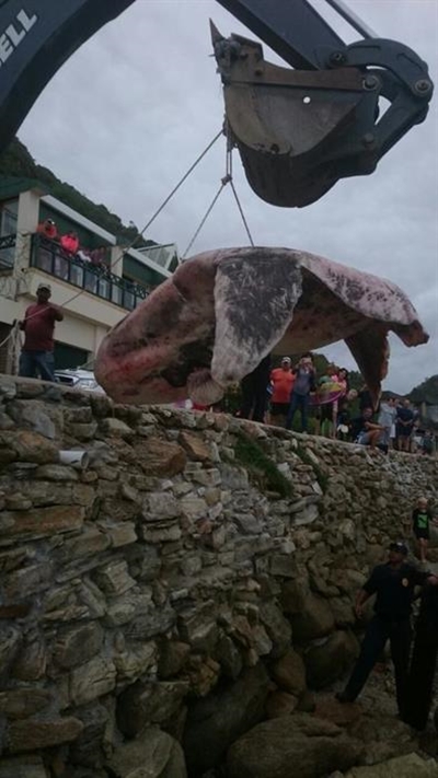 Sunfish washes up at Vic Bay