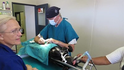Vets band together for World Spay Day