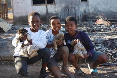 SPCA saves animals after fires