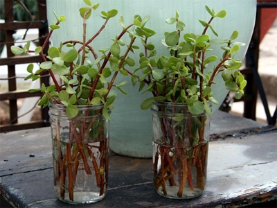 Plant 'n spekboom