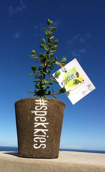 Spekboomplantjies binnekort beskikbaar
