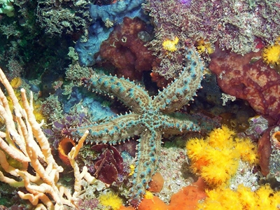 Explore the underwater world