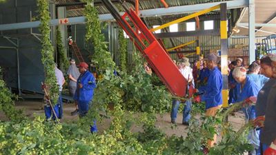Brew master gives hop demo in George