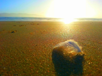 Romance in Knysna's air