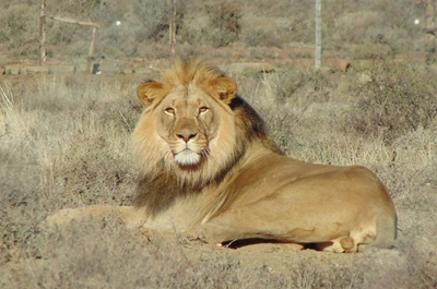 Leeuloop is Sylvester se natuur