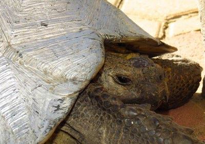 Lifting the veil on animal cruelty